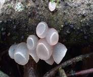 Gemeiner Buchenkreisling, Foto 20