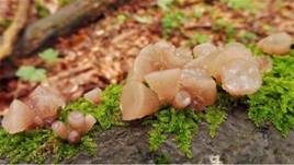 Gemeiner Buchenkreisling, Foto 24