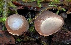 Gemeiner Buchenkreisling, Foto 28