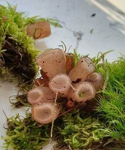 Gemeiner Buchenkreisling, Foto 6