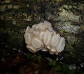 Gemeiner Buchenkreisling, Foto 7