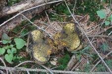 Gemeiner Erbsenstreuling, Foto 22