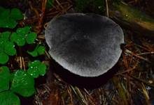 Gemeiner Erdritterling, Foto 13