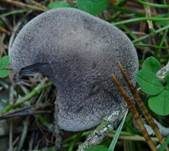 Gemeiner Erdritterling, Foto 22