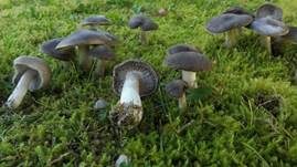 Gemeiner Erdritterling, Foto 24