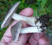 Gemeiner Erdritterling, Foto 11