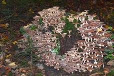 Gemeiner Hallimasch, Foto 28