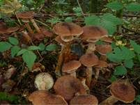 Gemeiner Hallimasch, Foto 50