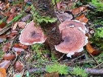 Gemeiner Hallimasch, Foto 73