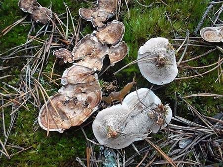 Becherförmiger Duftstacheling, Foto 2