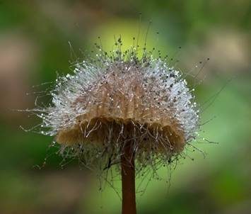 Gemeiner Helmlings-Schimmel, Foto 2