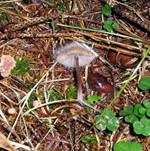 Gemeiner Helmlings-Schimmel, Foto 14