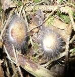 Gemeiner Helmlings-Schimmel, Foto 15