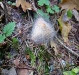 Gemeiner Helmlings-Schimmel, Foto 16
