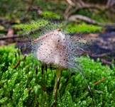Gemeiner Helmlings-Schimmel, Foto 20