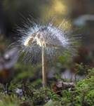 Gemeiner Helmlings-Schimmel, Foto 23