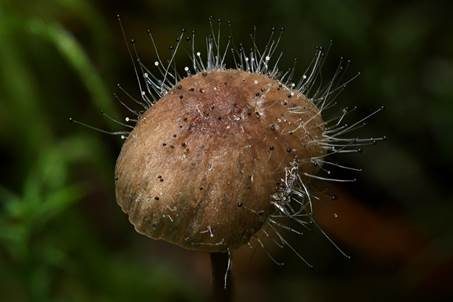 Gemeiner Helmlings-Schimmel, Foto 5