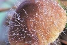 Gemeiner Helmlings-Schimmel, Foto 33