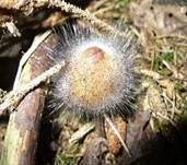 Gemeiner Helmlings-Schimmel, Foto 7