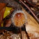 Gemeiner Helmlings-Schimmel, Foto 10