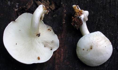 Gemeiner Holztrichterling, Foto 3