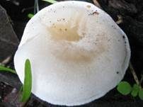 Gemeiner Holztrichterling, Foto 7