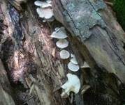 Gemeiner Holztrichterling, Foto 8