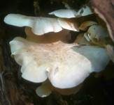 Gemeiner Holztrichterling, Foto 10