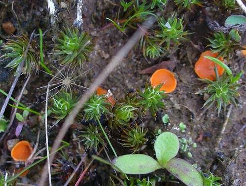Gemeiner Moosbecherling, Foto 3