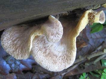 Gemeiner Muschelkrempling, Foto 3