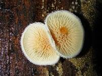 Gemeiner Muschelkrempling, Foto 14