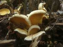 Gemeiner Muschelkrempling, Foto 21