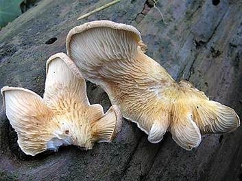 Gemeiner Muschelkrempling, Foto 4