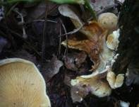 Gemeiner Muschelkrempling, Foto 22