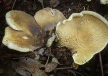 Gemeiner Muschelkrempling, Foto 24