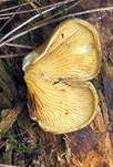 Gemeiner Muschelkrempling, Foto 26