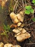 Gemeiner Muschelkrempling, Foto 27