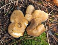 Gemeiner Muschelkrempling, Foto 28