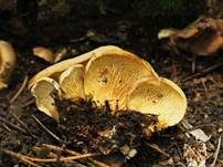 Gemeiner Muschelkrempling, Foto 31
