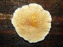 Gemeiner Muschelkrempling, Foto 33