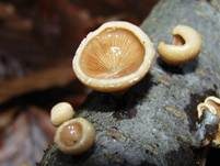 Gemeiner Muschelkrempling, Foto 34