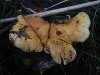 Gemeiner Muschelkrempling, Foto 7