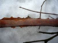 Gemeiner Rindensprenger, Foto 12