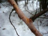 Gemeiner Rindensprenger, Foto 13