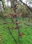 Gemeiner Rindensprenger, Foto 17