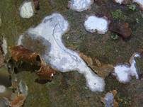 Gemeiner Rindensprenger, Foto 19