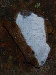Gemeiner Rindensprenger, Foto 20
