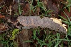 Gemeiner Rindensprenger, Foto 22