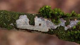 Gemeiner Rindensprenger, Foto 23