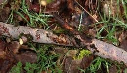 Gemeiner Rindensprenger, Foto 25